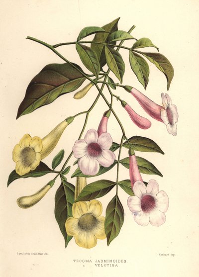 Bower of Beauty, Pandorea Jasminoides and Yellow Trumpetbush, Tecoma Stans by Unknown
